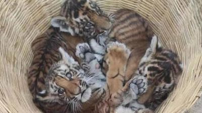 Four tiger cubs rescued near Atmakur forests in Andhra Pradesh’s Nandyal district