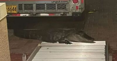 Man opens front door after hearing strange noise - gets mauled by 9ft alligator