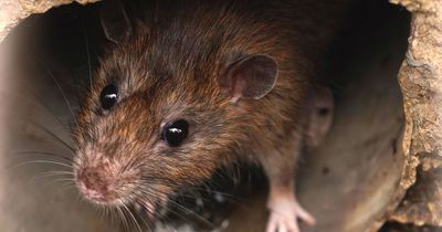 Natural ways to banish rats from gardens without hurting pets or wildlife