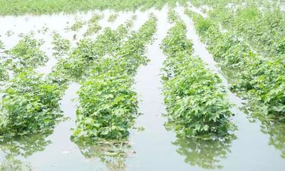 Maharashtra: Unseasonal rains lash Nashik, crops massively damaged