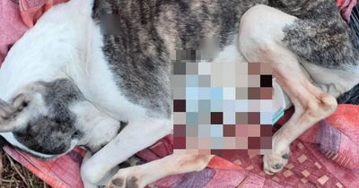 Body of dog suffering tumours found inside suitcase dumped near Glasgow railway
