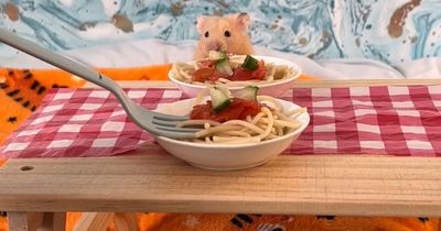 Pampered Paisley hamsters fed home-made spaghetti and cheesecake from 100 meal menu made from scratch