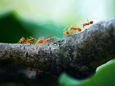 Ants play an important part in forest regeneration: Research