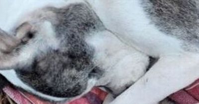 Starving Glasgow dog found inside suitcase and dumped near railway line