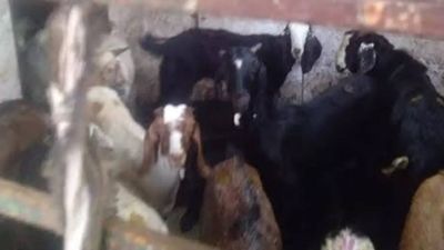 Goats illegally kept inside public toilet at Navi Mumbai's at Nerul market