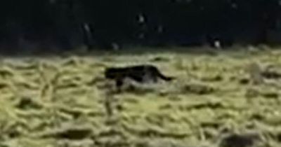 Big cat video shows 'panther' caught on camera in field next to busy road