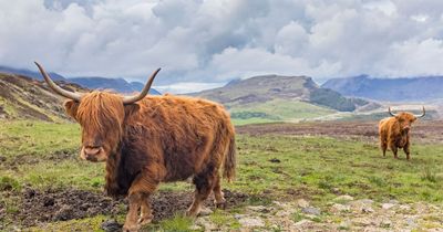 One area in Scotland crowned best place to go wildlife spotting with animals 'aplenty'