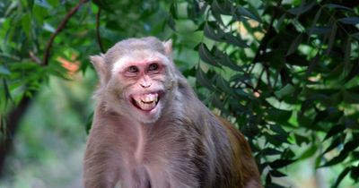 Woman dies after being violently ambushed by mob of monkeys in her own home
