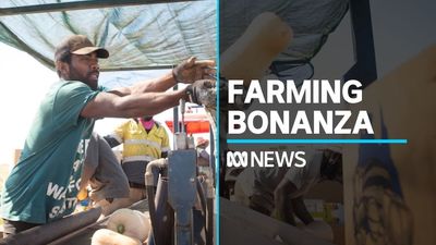Australian farming sets $90b record after wet weather creates food, fibre bonanza