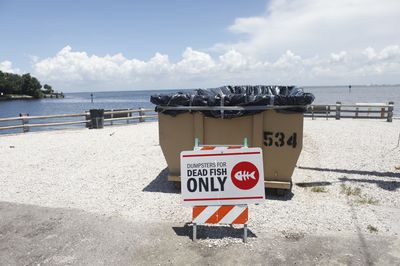 What to know about the 'red tide' hitting Florida beaches