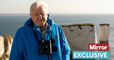 David Attenborough risked bird flu for first sight of rare chicks in Wild Isles series