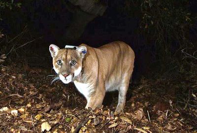 Tribes bury Southern California's famed mountain lion, P-22