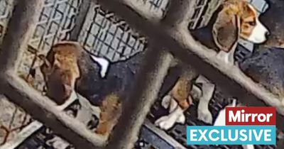 Horrors of puppy factory as beagles kept in faeces-covered cages in "a view of hell"