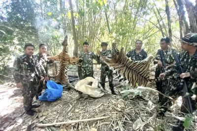 Court jails 5 hunters for killing tigers