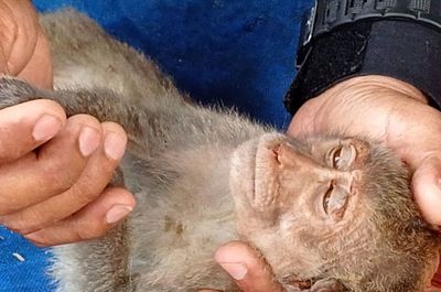 Macaques found stuffed in smugglers' pickup