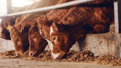 Farmers happy to have feedlot buyers, says Minister