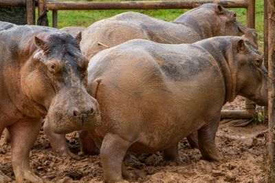 Colombia hopes to remove dead drug lord's hippos