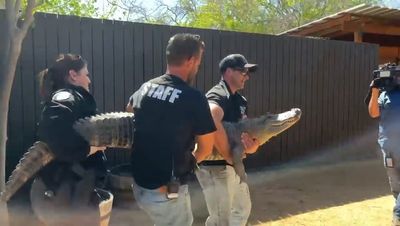 Alligator stolen from Texas zoo 20 years ago finally returns after being found in nearby home