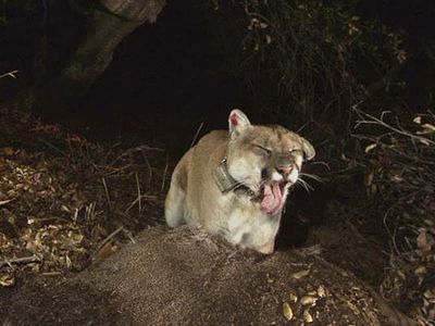 Tribes bury P-22, Southern California's famed mountain lion
