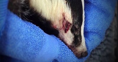 Hunters who 'get off on' barbaric badger baiting could be killing thousands of the protected species a year