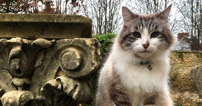 Famous Antiques Roadshow cat who appeared in credits for years dies, aged 17