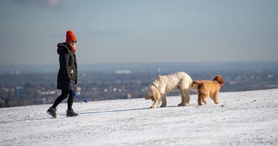 RSPCA issues urgent warning to millions of dog owners as snow and freezing weather hits UK