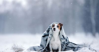 Cold weather warning to dog owners from RSPCA - tips to protect your pet