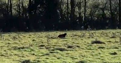 Moment 'panther' caught on video in Forest of Dean as thousands spot animal