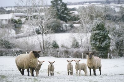Icy stretches and some snow in parts of Ireland