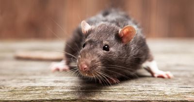 Top three simple ways to rid rats from your garden - without hurting pets or wildlife