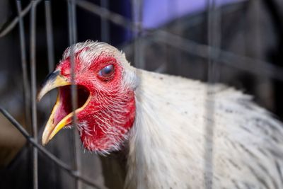 Bird flu tears through animal kingdom