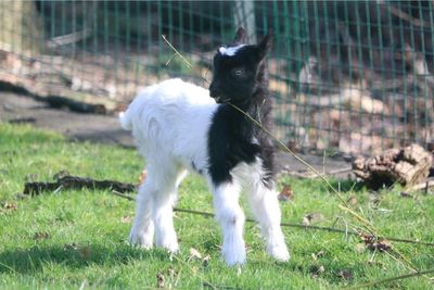 Edinburgh Zoo releases first images of tiny baby goat