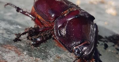 European Rhinoceros Beetle found in Durham after 'hitching ride in potted plant' imported from Netherlands