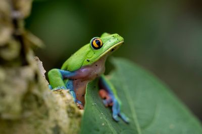 Costa Rica ponders ways to sustain reforestation success