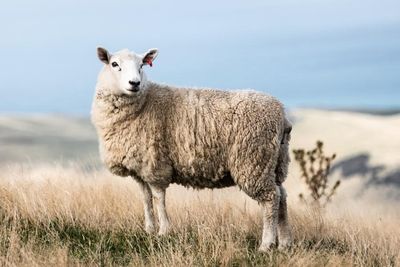 Scotland to host teams from across globe at sheep shearing world championships