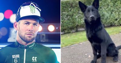 Mark Cavendish gets new £20,000 guard dog as he ramps up security after burglary horror