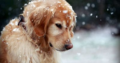 Glasgow dog owners issued warning by SSPCA as city set for snow and freezing temperatures