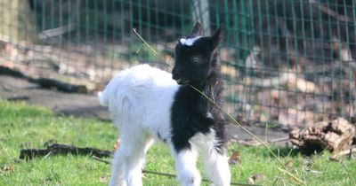 First images of Edinburgh Zoo's newest addition after adorable baby goat born in February