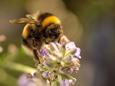 Can insects have culture? Puzzle-solving bumblebees show it's possible