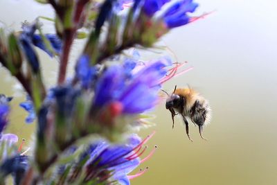 Bumblebees learn to solve puzzles by watching more experienced peers – study