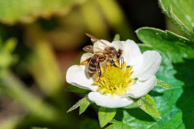 How bees & AI help farmers