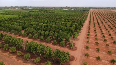 Billionaire Andrew 'Twiggy' Forrest and Nicola Forrest double mango footprint in Western Australia's Gascoyne