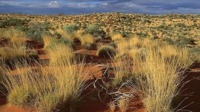 Medical gels made from spinifex grass to provide 'safer' treatments, jobs for Indigenous Australians