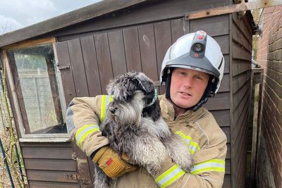 Firefighters lift shed to rescue trapped puppy