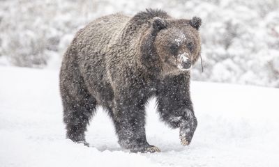Yellowstone National Park logs first grizzly bear sighting of 2023