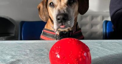 'Britain’s loneliest dog' may have found a home as RSPCA issues weather warning