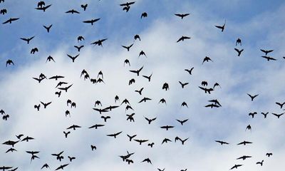 Country diary: Tumbling jackdaws are the constant in this changing landscape