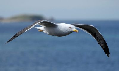 Birdwatch: why the ‘king among gulls’ is a true heavyweight
