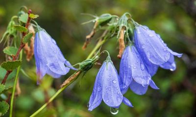 Half of Britain and Ireland’s native plants have declined over 20 years – study