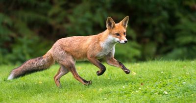 Police appeal as fox thought to have been killed by off-road bike at Newark reserve